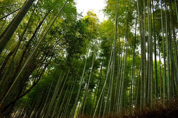 View of the bamboo forest in Arashiyama