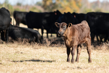 Lone calf stands in front of herd
