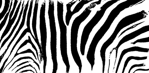 Zebra print skin stripes, abstract pattern, line background, fabric. Amazing hand drawn vector illustration. Black and white