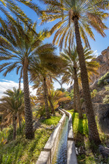 Obraz premium Al Misfat al Abriyyin in the Hajar Mountains, Oman. - Date palm tree oasis and water spring at Misfah al Abriyeen village. Sultanate of Oman