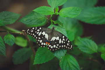 A beautiful butterfly sits on a flower