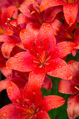 Blooming Lily and dew