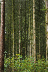 Fototapeta premium Eerie forest