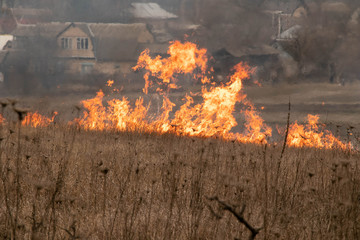 Flaming dry grass on a field that was set on fire