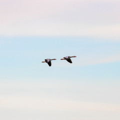 The greylag goose (Anser anser) is a species of large goose in the waterfowl family Anatidae.  Two greylag goose in flight. 