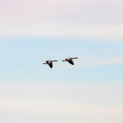 The greylag goose (Anser anser) is a species of large goose in the waterfowl family Anatidae.  Two greylag goose in flight. 