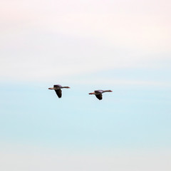 The greylag goose (Anser anser) is a species of large goose in the waterfowl family Anatidae.  Two greylag goose in flight. 