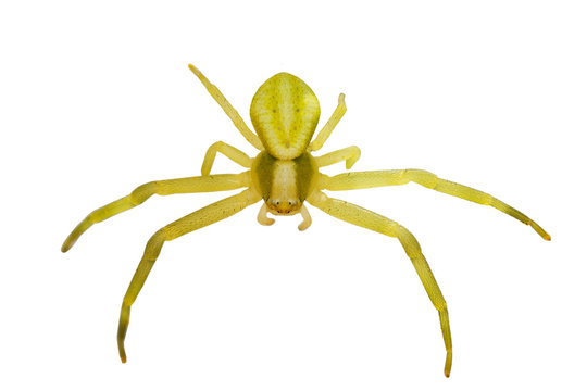 Spider isolated on a white background. Spider isolated on white