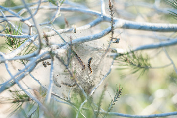 Procesionaria del pino