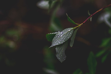 Rain drops on a leaf