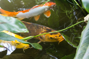 Colorful koi carps in the pond. Colorful fishes floating at water surface.