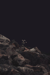 Small Flowers in a sea of rocks