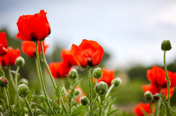 Naklejka premium Colorful closeup of red poppy flowers in landscaped park as spring decoration. Fresh spring background on nature