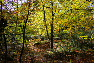 Autumn in the forest