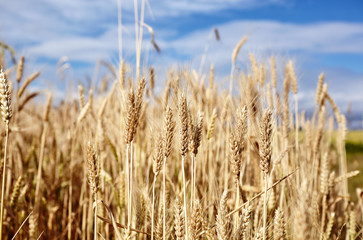 Ears of golden wheat close up. Wheat field. Rural scenery under sunlight. Background of ripening...