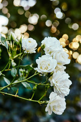 Rose bush bloom. Rose flower photo. Beautiful spring or summer bloomingrose plant. Flower blossom bright image. Rural scenery under sunlight. Selective focus, blurred background