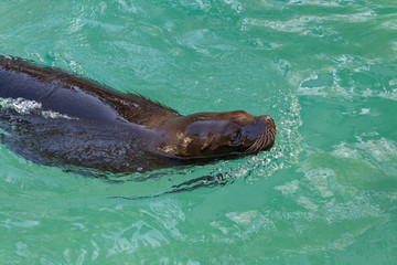 Obraz premium South American Sea Lion swimming in the water, Otaria byronia. 