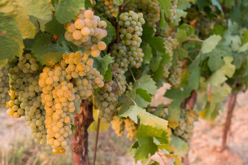 Bunch of ripe white vine grapes in the vineyard ready for harvest in sunset light.