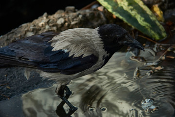 Crow