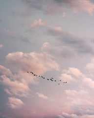 A flock of geese heading south for the winter.