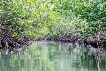 Obraz premium Mangrove forest in Cuba