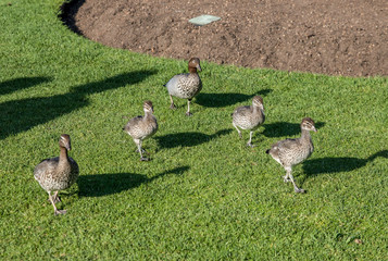 canadian geese on the grass
