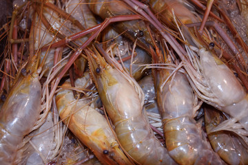 Close up of Fresh Prawns in an Indian fish market. 