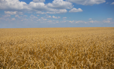 beautiful summer wheat field under cloudy sky, agricultural background