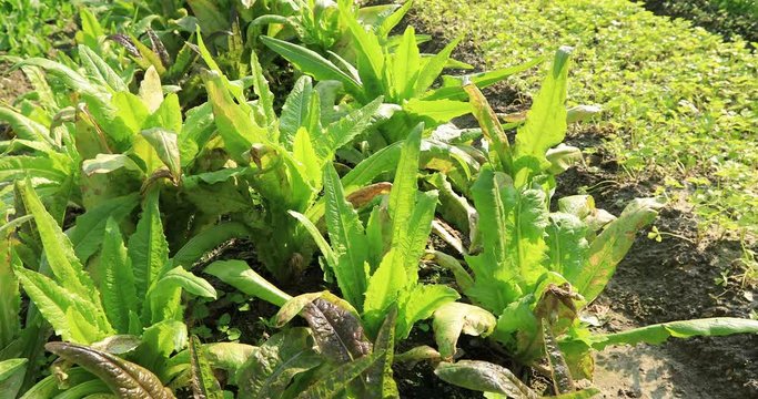 Green asparagus lettuce in growth at vegetable garden