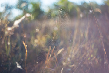 closeup spider web at the early morning