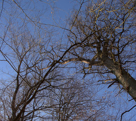 a view from a tree tops of several beech and oak trees in the Sababurg primeval forest on a sunny day in January
