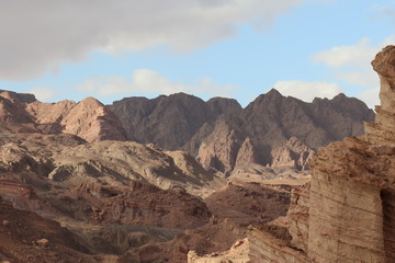 Plans and vegetables 