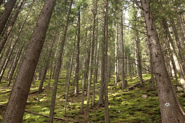 Naklejka premium Gorgany Mountains and forests in Ukraine