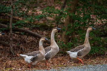 Chinese Geese On The Road
