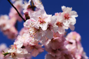 Mandelblüten, Kirschblüten