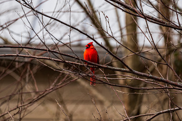 northern cardinal on a branch