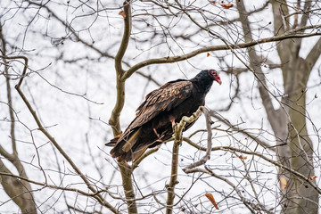 Turkey Buzzard Perched On Tree Branch