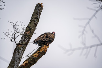 Turkey Buzzard perched on a branch