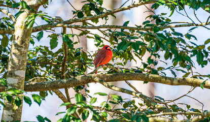 red bird on a branch