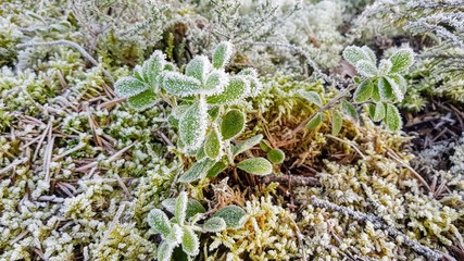 lingonberry frosty winter morning covered with hoarfrost