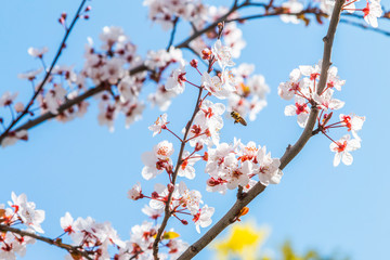 sour cherry tree blossoms