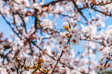sour cherry tree blossoms