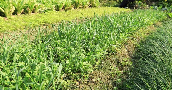 Green garlic leaves in growth at vegetable garden