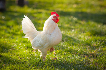 Beautiful rooster in natural setting, Rodhe Island white cock, free range