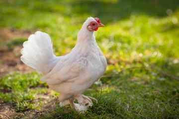 Keuken spatwand met foto Beautiful chicken in natural setting, Rodhe Island white hen, free range © bdavid32
