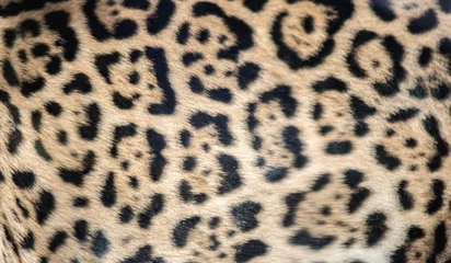 Foto op Plexiglas Jaguar rosette marking background © jackienix