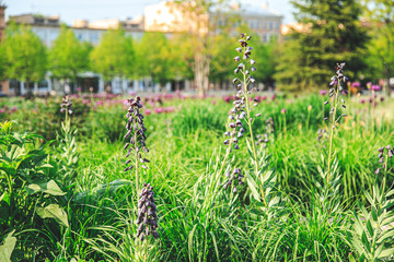 mouse hyacinth close-up on a flowerbed and buildings in the background