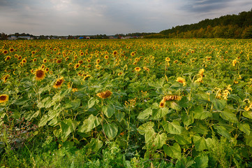the common sunflower, is a large annual forb of the genus helianthus grown as a crop for its edible oil and edible fruits, ripe sunflower plant close-up against a clear sky on a sunny summer day