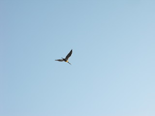 Sandhill Crane in Southern Indiana