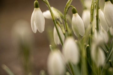 delicate flowers and stalks of spring flowers of snowdrops